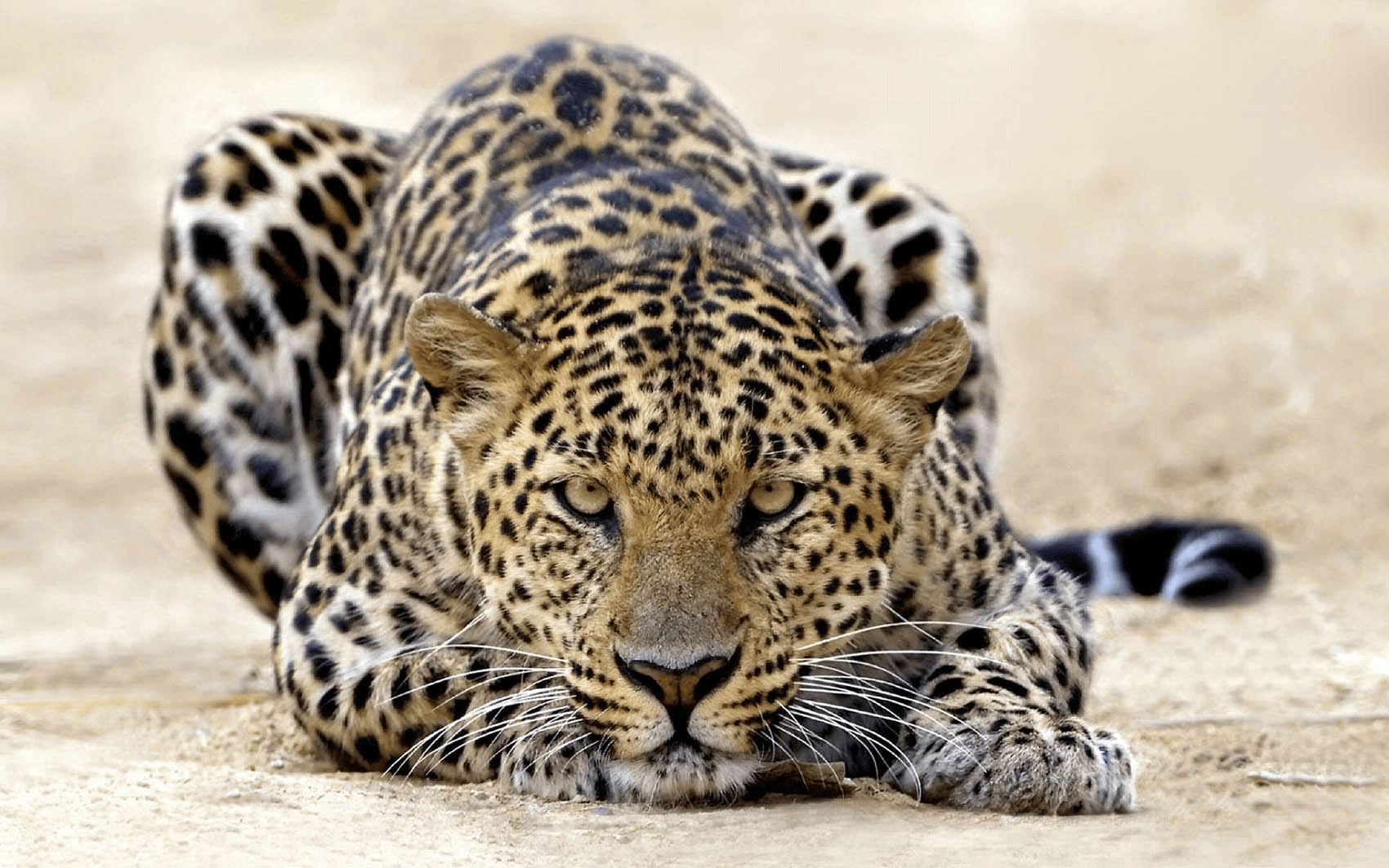 Image representing the word: animal