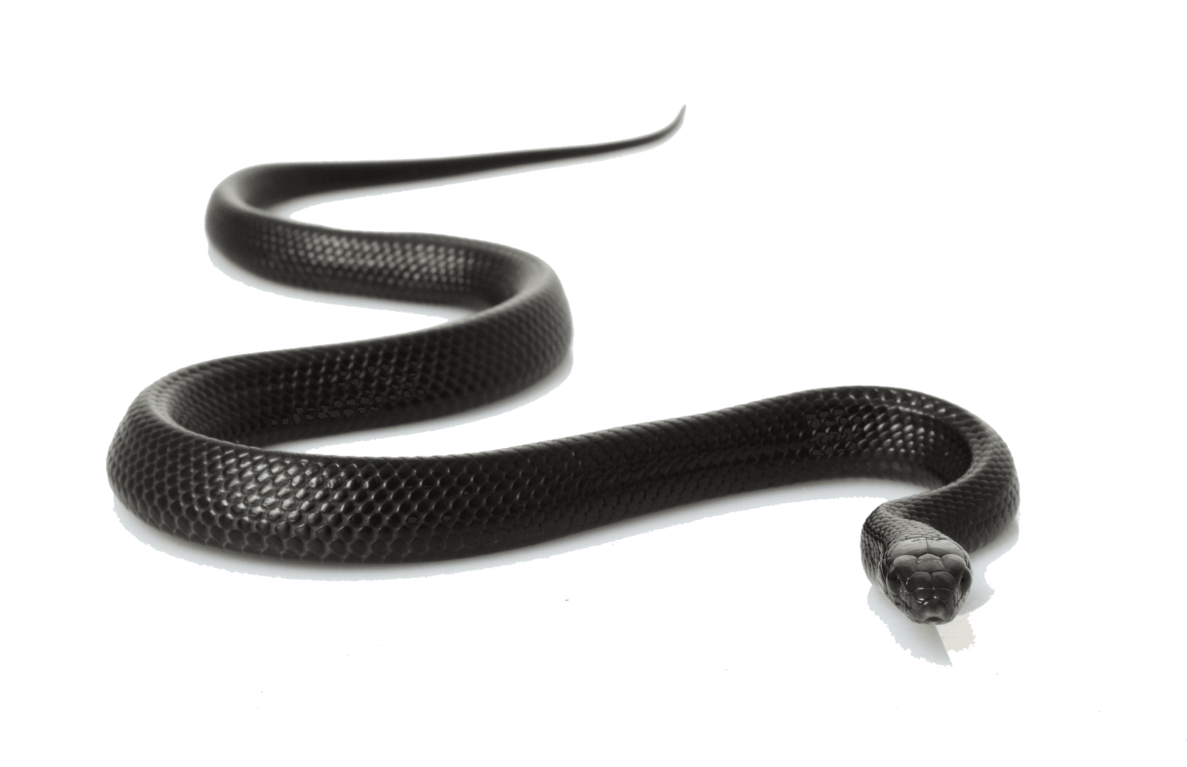 Image representing the word: black