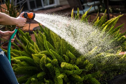 Image representing the word: garden