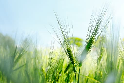 Image representing the word: green