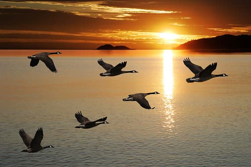 Image representing the word: natural